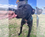 Small #3 American Staffordshire Terrier Mix