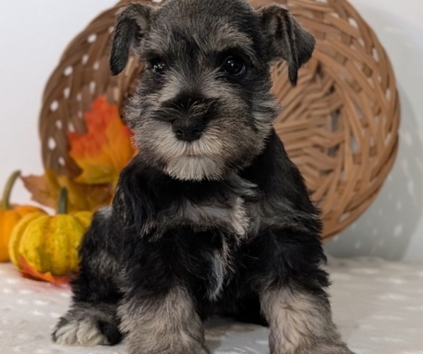 Medium Photo #2 Schnauzer (Miniature) Puppy For Sale in GOSHEN, IN, USA