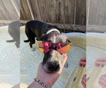 Small Photo #3 Border Collie Puppy For Sale in Great Bend, KS, USA