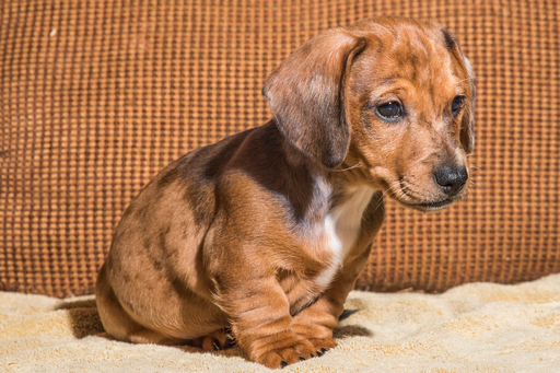 Medium Photo #1 Dachshund Puppy For Sale in CAMBY, IN, USA
