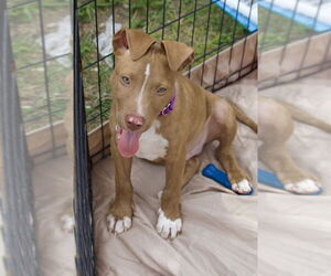 American Pit Bull Terrier-Unknown Mix Dogs for adoption in Foristell, MO, USA