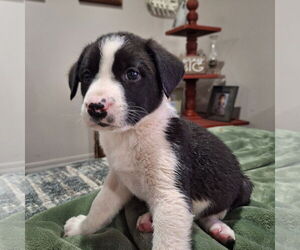 Border Collie-Unknown Mix Dogs for adoption in Wakefield, RI, USA