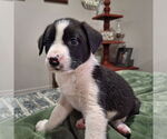 Small Border Collie Mix