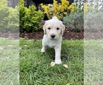 Small Photo #1 Goldendoodle Puppy For Sale in EUGENE, OR, USA