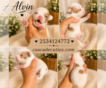 Puppy Alvin Chihuahua