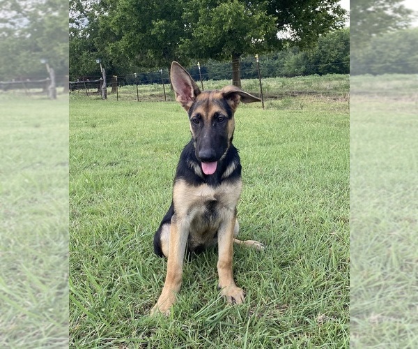 Medium Photo #4 German Shepherd Dog Puppy For Sale in WOLFE CITY, TX, USA