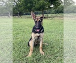 Small #3 German Shepherd Dog
