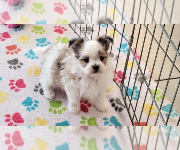 Medium Photo #5 Papitese Puppy For Sale in ORO VALLEY, AZ, USA