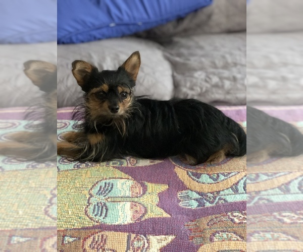 Medium Photo #1 Chihuahua-Chorkie Mix Puppy For Sale in CHESTERTOWN, MD, USA