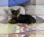 Small Photo #1 Chihuahua-Chorkie Mix Puppy For Sale in CHESTERTOWN, MD, USA