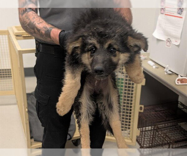 Medium Photo #1 German Shepherd Dog Puppy For Sale in Corona, CA, USA
