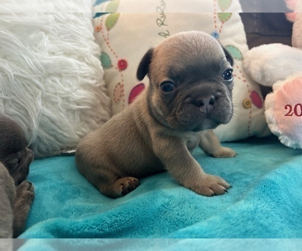Medium Photo #38 French Bulldog Puppy For Sale in DENVER, CO, USA
