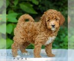 Small #4 Goldendoodle (Miniature)