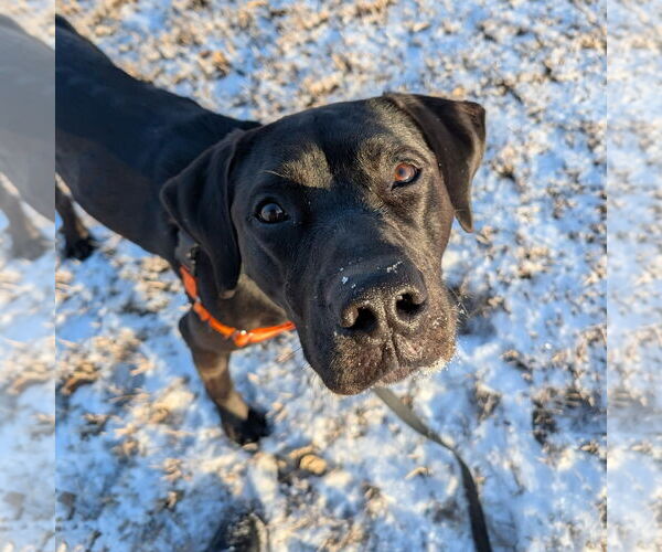 Medium Photo #22 American Pit Bull Terrier-Unknown Mix Puppy For Sale in Fargo, ND, USA