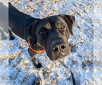 Small #21 American Pit Bull Terrier Mix