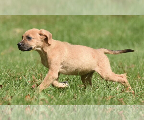 Medium Photo #6 Australian Shepherd-Beagle Mix Puppy For Sale in Mechanicsburg, PA, USA
