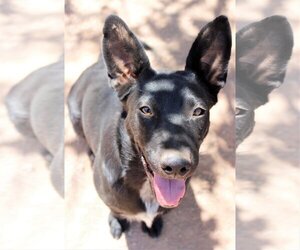 Basset Hound-Labrador Retriever Mix Dogs for adoption in Cedar Crest, NM, USA