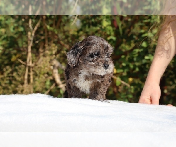 Medium Photo #8 ShihPoo Puppy For Sale in DYERSBURG, TN, USA