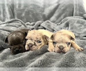 French Bulldog Puppy for sale in HAYWARD, CA, USA