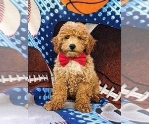 Poodle (Miniature) Puppy for sale in CHRISTIANA, PA, USA