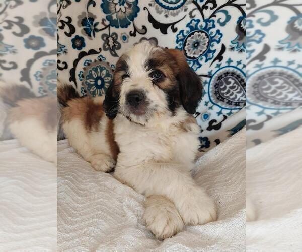 Medium Photo #2 Saint Berdoodle Puppy For Sale in LEWISBURG, KY, USA
