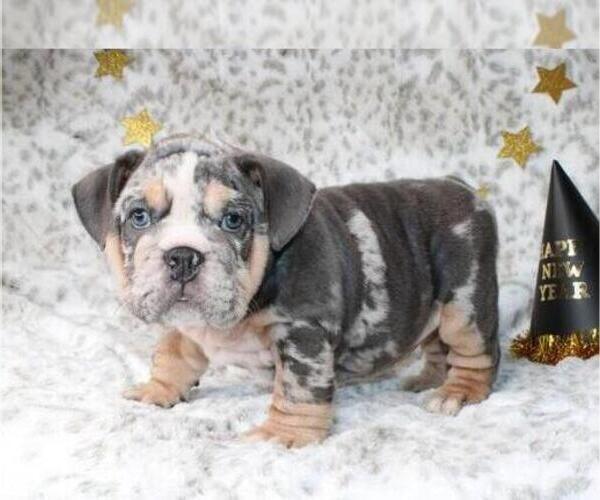 Medium Photo #2 English Bulldog Puppy For Sale in WEST HOLLYWOOD, CA, USA