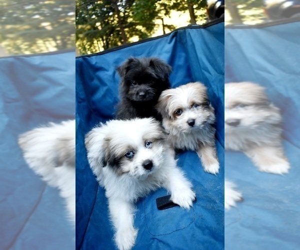 Medium Photo #32 Pom-Shi Puppy For Sale in DINWIDDIE, VA, USA