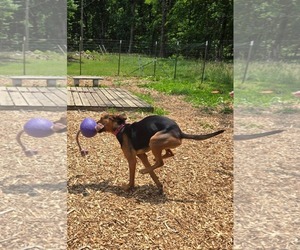Mutt Dogs for adoption in Rustburg, VA, USA