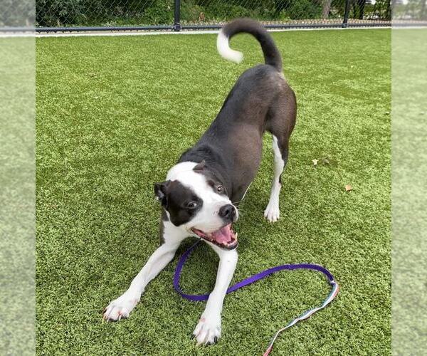 Medium Photo #1 American Bulldog-Collie Mix Puppy For Sale in columbia, SC, USA