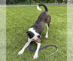 Small American Bulldog-Collie Mix