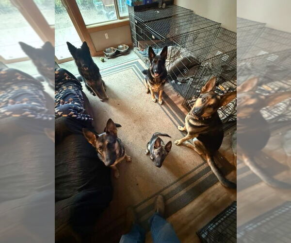 Medium Photo #9 German Shepherd Dog Puppy For Sale in Seattle, WA, USA