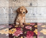 Small #15 Goldendoodle mix (+ Poodle Miniature)