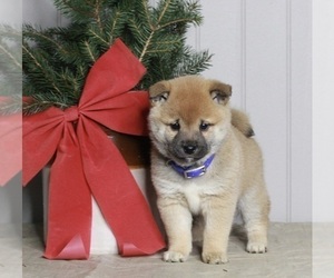 Shiba Inu Puppy for sale in FREDERICKSBURG, OH, USA