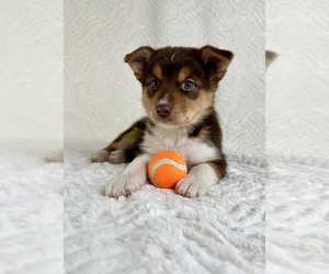 Miniature Australian Shepherd-Pomsky Mix Puppy for sale in GREENFIELD, IN, USA