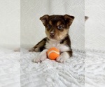 Image preview for Ad Listing. Nickname: Koda