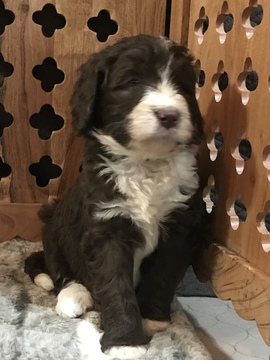 Medium Photo #5 Aussiedoodle Puppy For Sale in RANDLEMAN, NC, USA