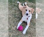 Small #10 American Pit Bull Terrier Mix