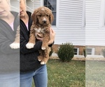 Small Photo #1 Goldendoodle-Poodle (Miniature) Mix Puppy For Sale in HUNTLY, VA, USA