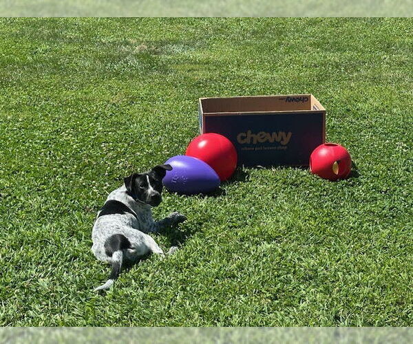 Medium Photo #2 Mutt Puppy For Sale in Garden City, NY, USA