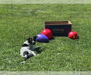Reebie - Female Mutt Dog for Adoption - Photo #2