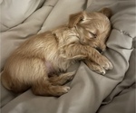 Small Photo #1 Morkie Puppy For Sale in VALDOSTA, GA, USA