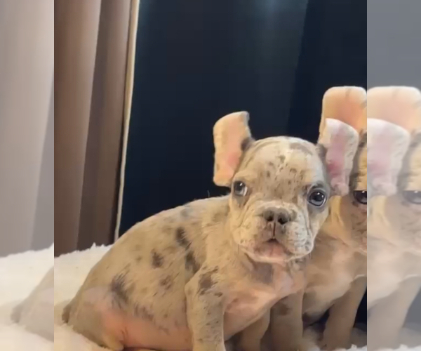 Medium Photo #5 French Bulldog Puppy For Sale in SAN MARINO, CA, USA