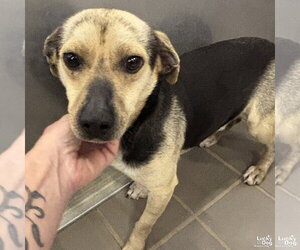 Dachshund-Unknown Mix Dogs for adoption in Washington, DC, USA