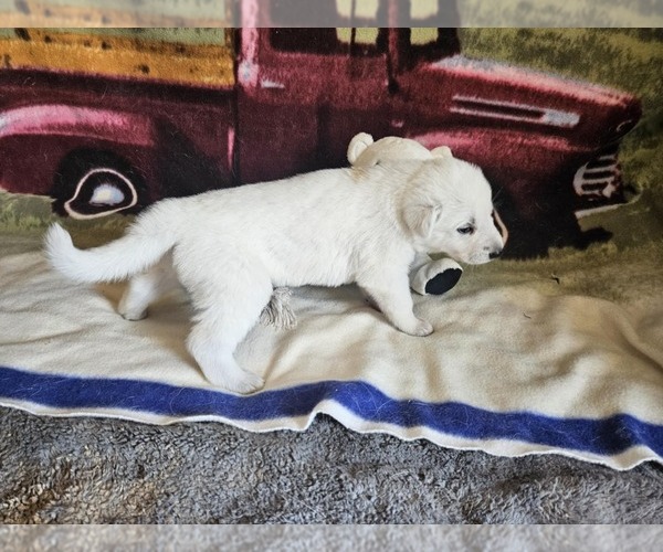 Medium Photo #4 German Shepherd Dog Puppy For Sale in CECILIA, KY, USA