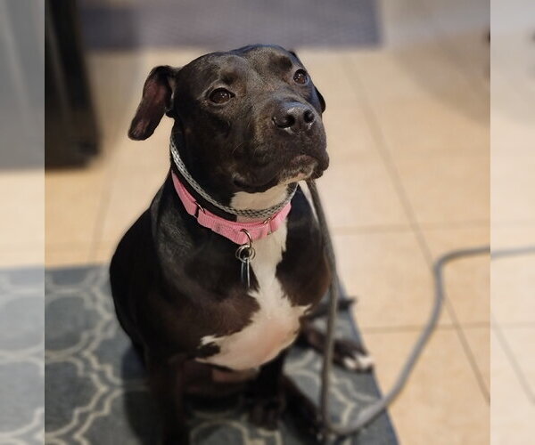 Medium Photo #18 American Pit Bull Terrier-Unknown Mix Puppy For Sale in Rosenberg, TX, USA