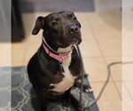Small #17 American Pit Bull Terrier Mix