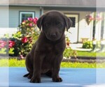 Small Photo #4 Labrador Retriever Puppy For Sale in MYERSTOWN, PA, USA