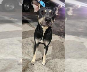 Doberman Pinscher-Unknown Mix Dogs for adoption in San Antonio, TX, USA