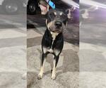 Small Doberman Pinscher Mix