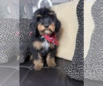Small Photo #1 Miniature Bernedoodle-Poodle (Miniature) Mix Puppy For Sale in RICHMOND, IL, USA
